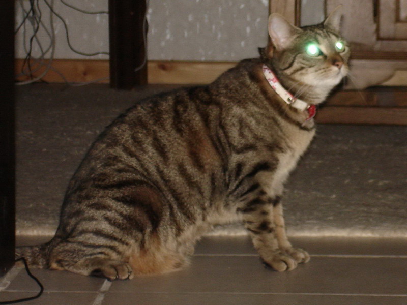 Katze.jpg